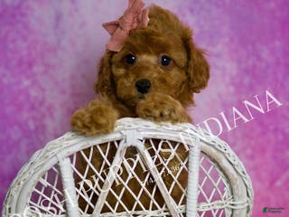 Toy Poodle dogs Meeka - Ad 13
