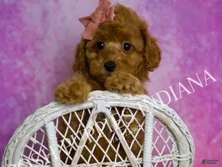 Toy Poodle dogs Meeka - Ad 19