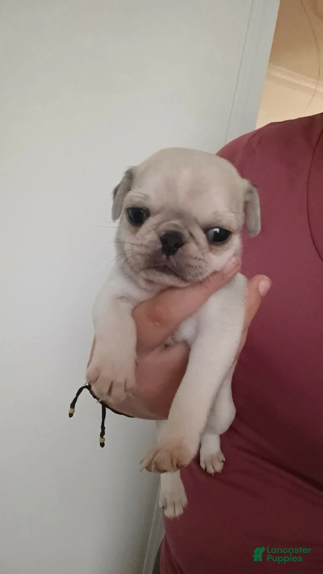 Pug dogs for sale: Pug Puppy 1 - Ad 2