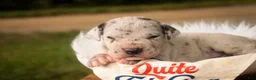 Great Dane dogs for sale: Benson Great Dane  - Ad 8