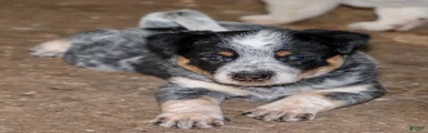 Josie