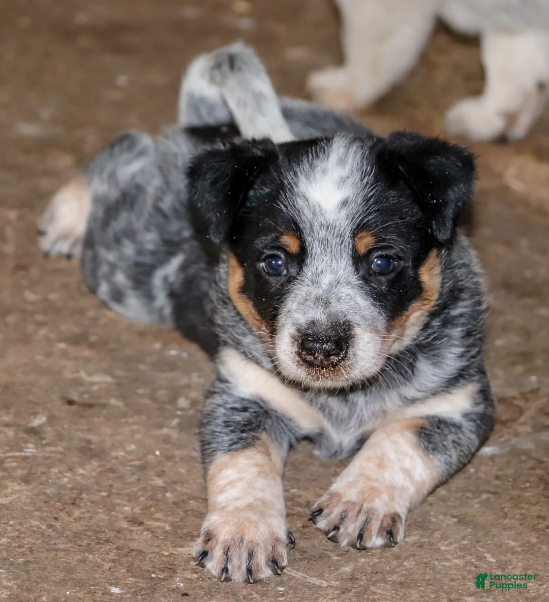 Australian Cattle Dog dogs for sale: Josie - Ad 1