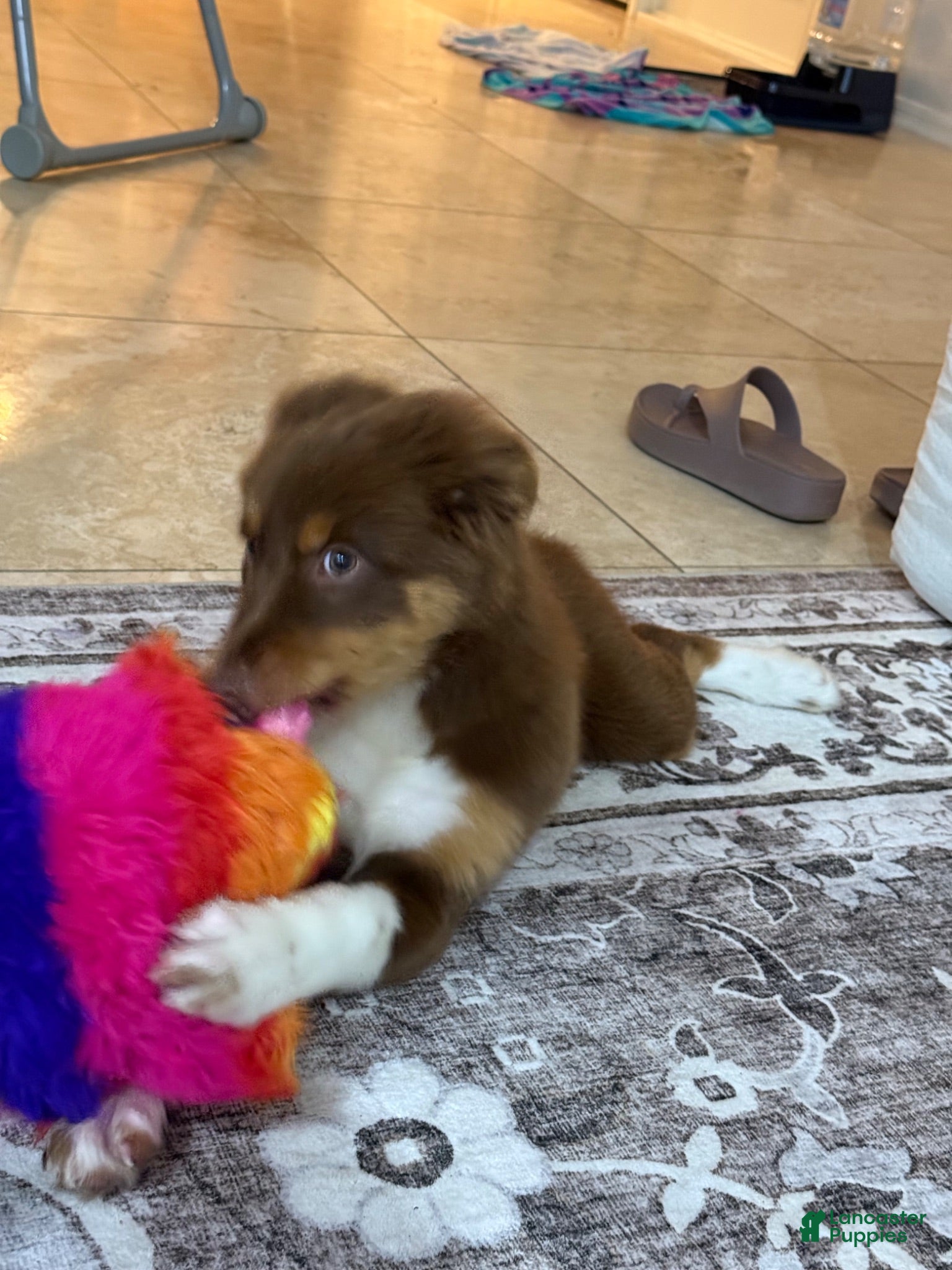 Australian Shepherd dogs Australian Shepherd 1 - Ad 2