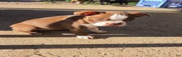 Boston Terrier dogs for sale: Mattie - Ad 2