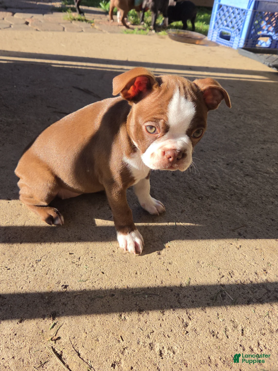 Boston Terrier dogs for sale: Mattie - Ad 2