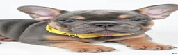 French Bulldog dogs for sale: Daryl - Ad 5