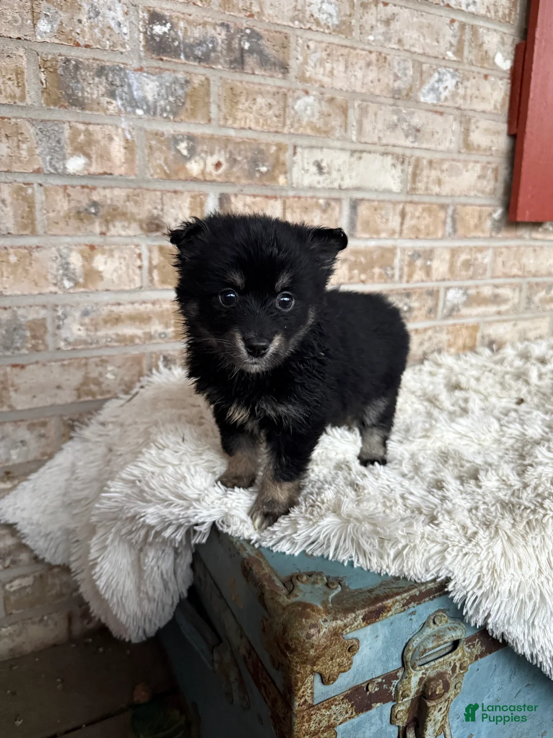 Pomsky dogs for sale: Paisley - Ad 1