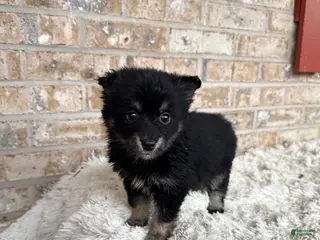 Pomsky dogs Paisley - Ad 7