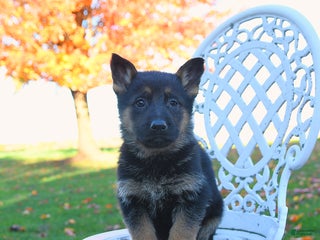 German Shepherd dogs - Ad 36