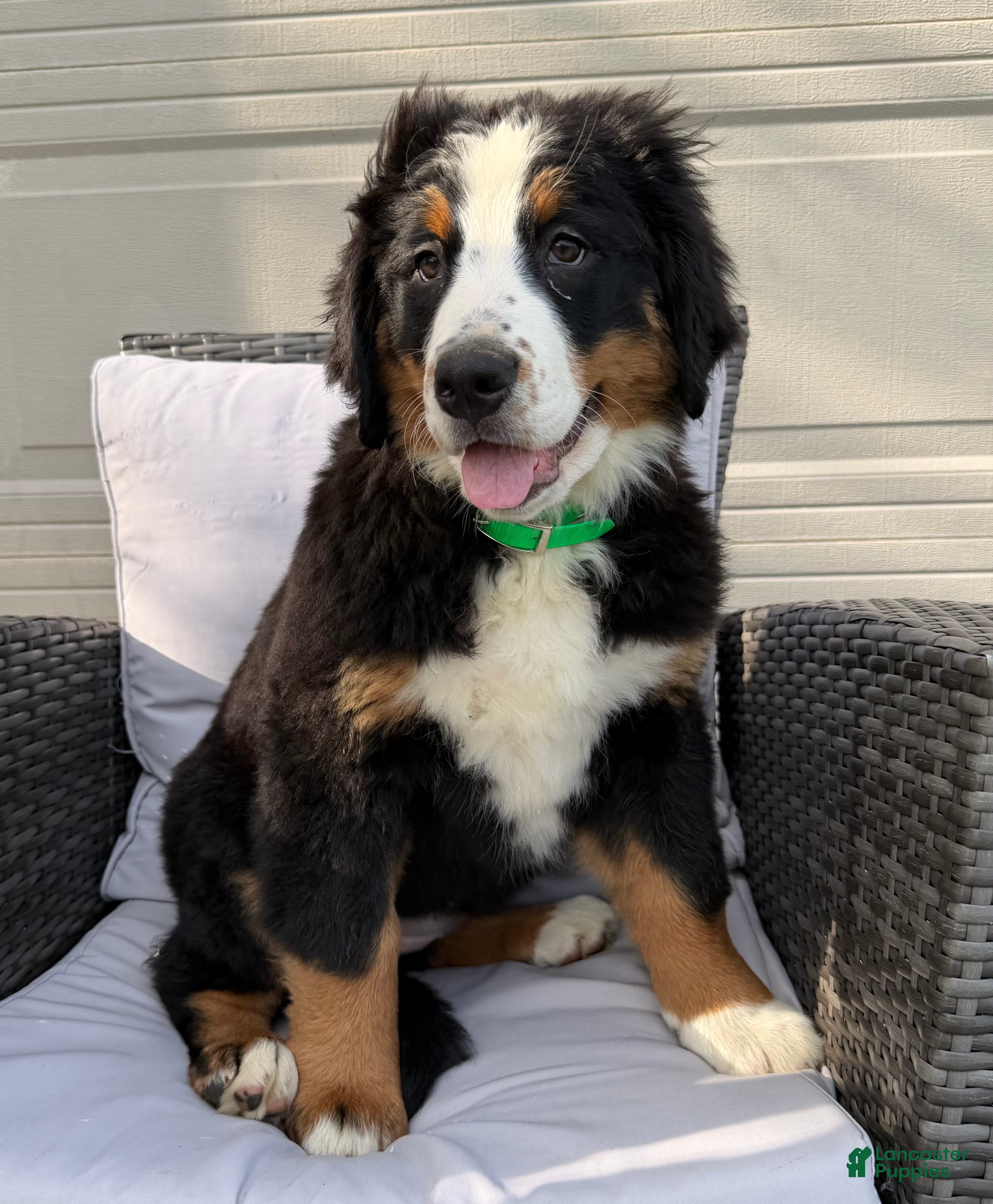 Bernese Mountain Dog dogs Pearl - Ad 1