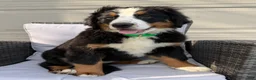 Bernese Mountain Dog dogs for sale: Pearl - Ad 1