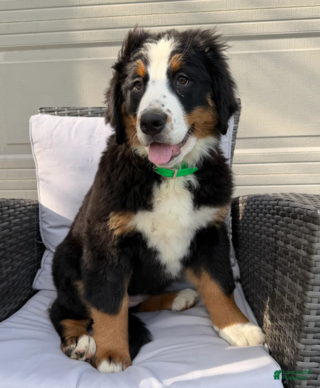 Bernese Mountain Dog dogs for sale: Pearl - Ad 1