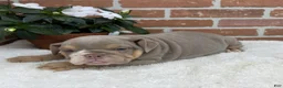 English Bulldog dogs for sale: Savannah - Ad 4