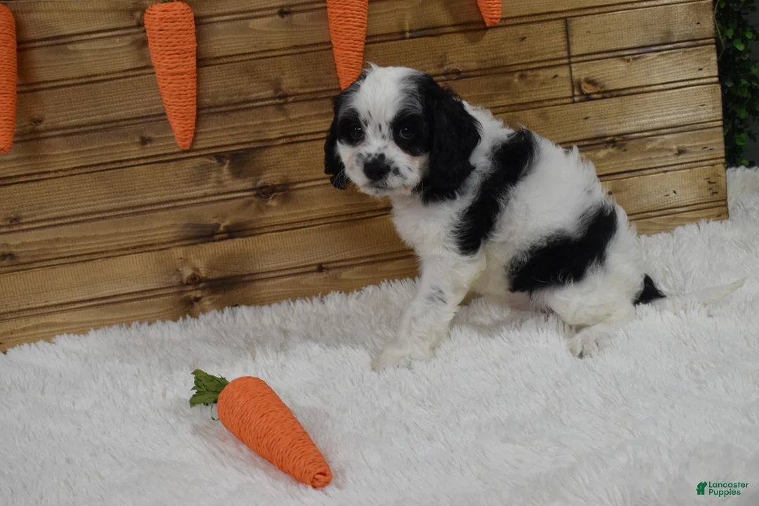 Cavapoo dogs for sale: Buttons - Ad 2
