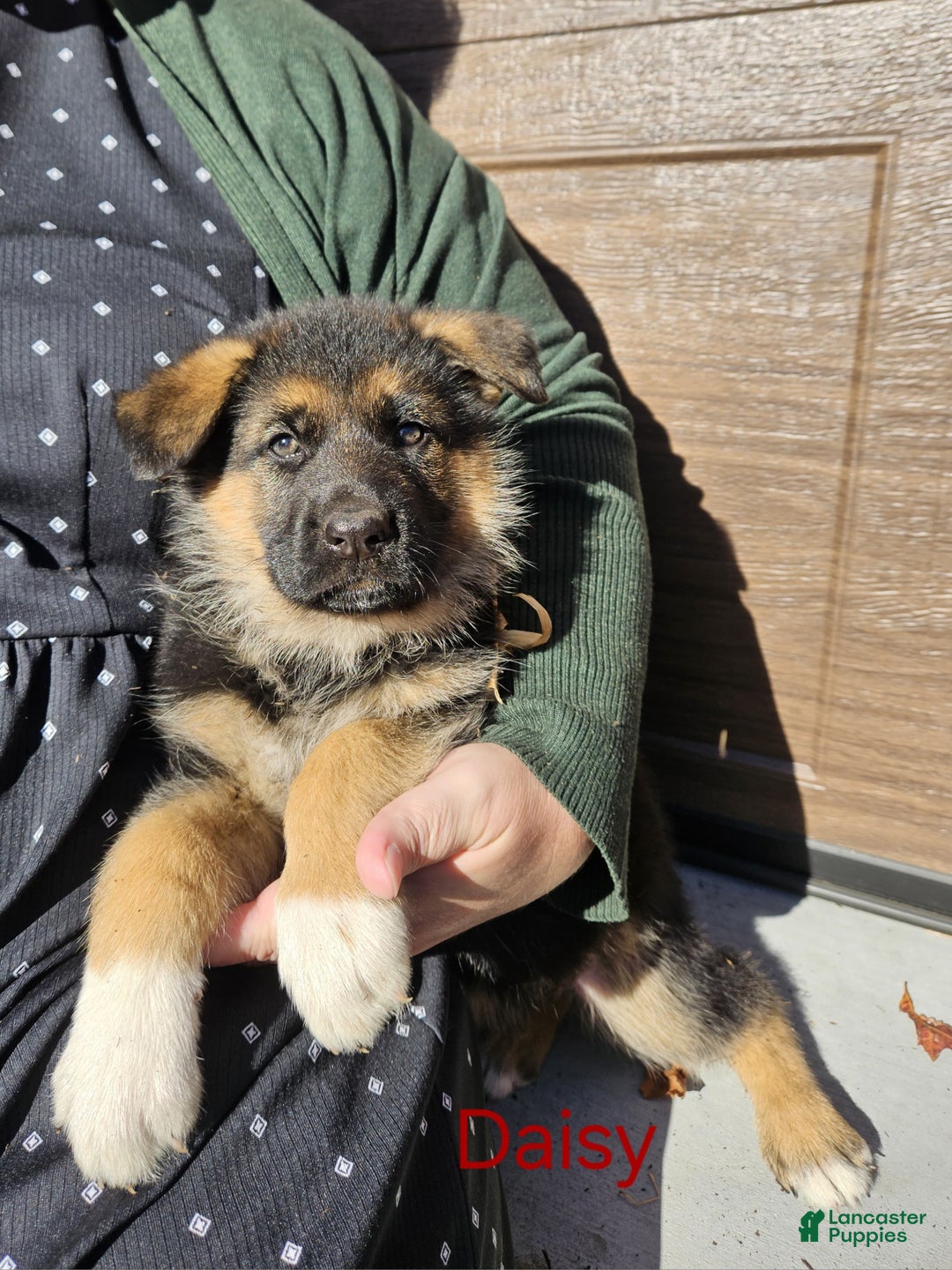 German Shepherd dogs for sale: German Shepherd Puppy 8 - Ad 1