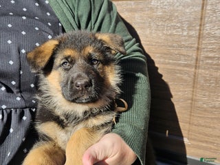 German Shepherd dogs German Shepherd Puppy 8 - Ad 14