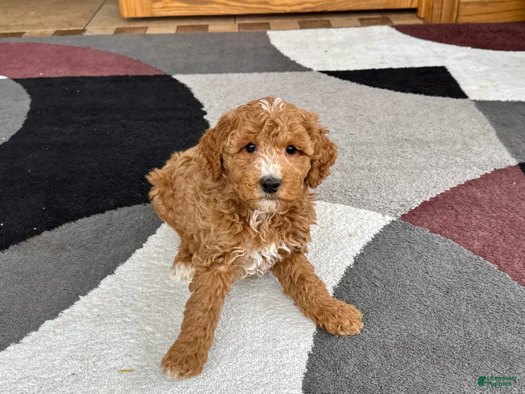 Cockapoo dogs for sale: Tim - Ad 7