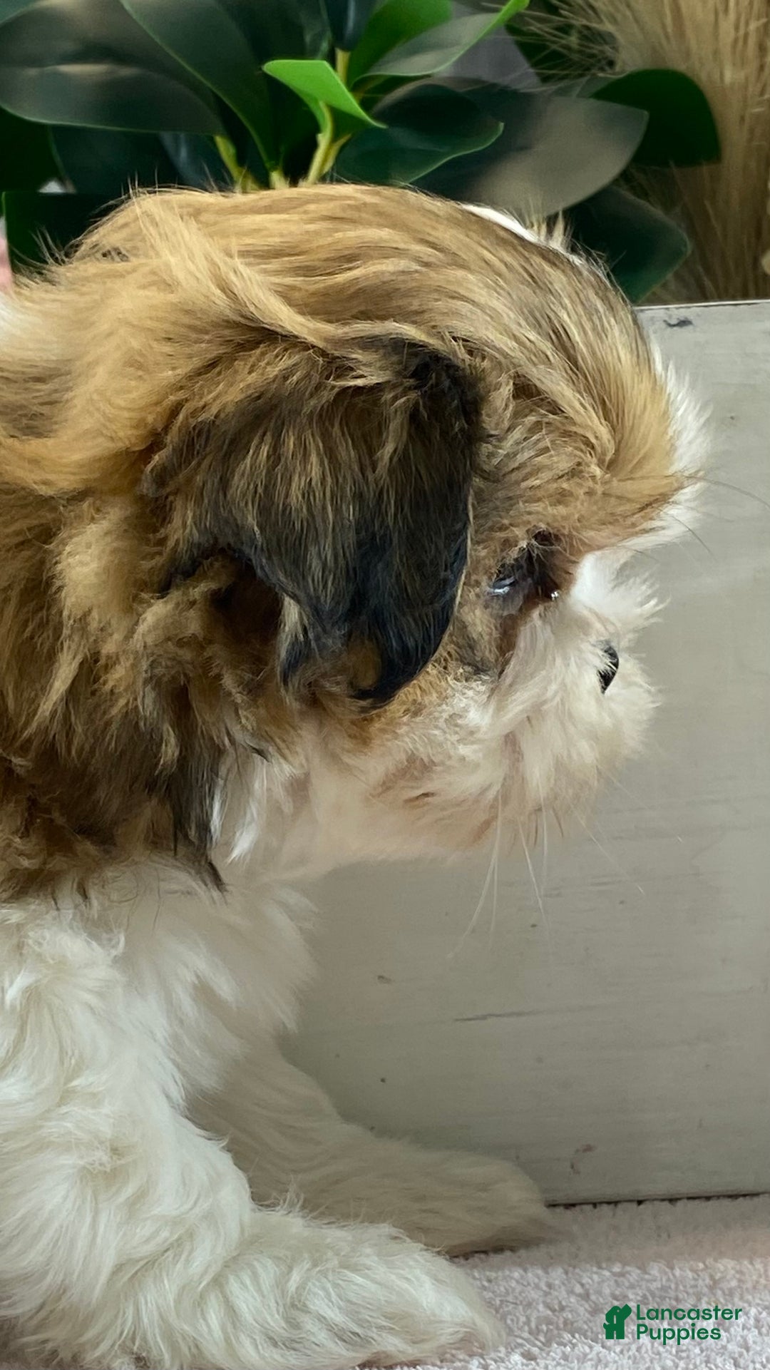 Mixed Breed dogs for sale: Olive  - Ad 5