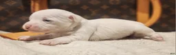 Mixed Breed dogs for sale: Ice  - Ad 5