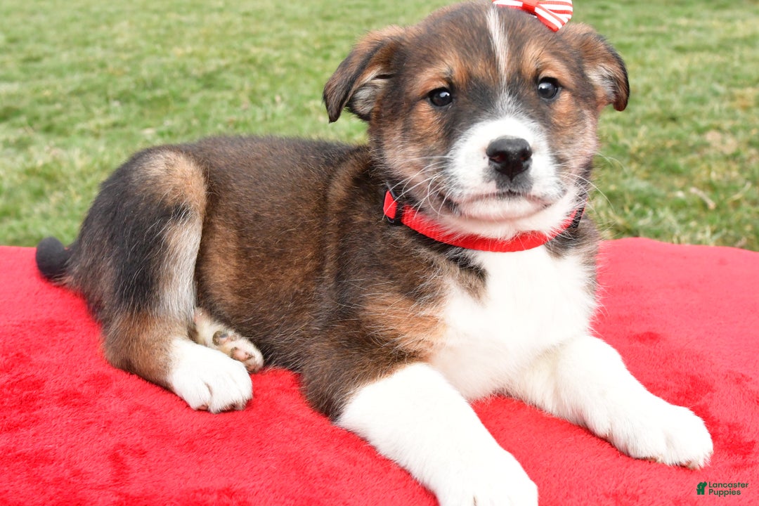 Mixed Breed dogs for sale: Murphy - Ad 6