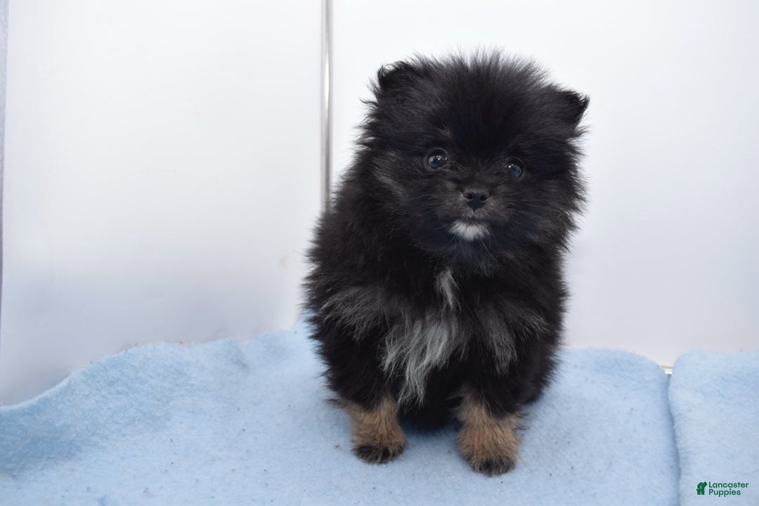 Pomsky dogs for sale: Brisa - Ad 2