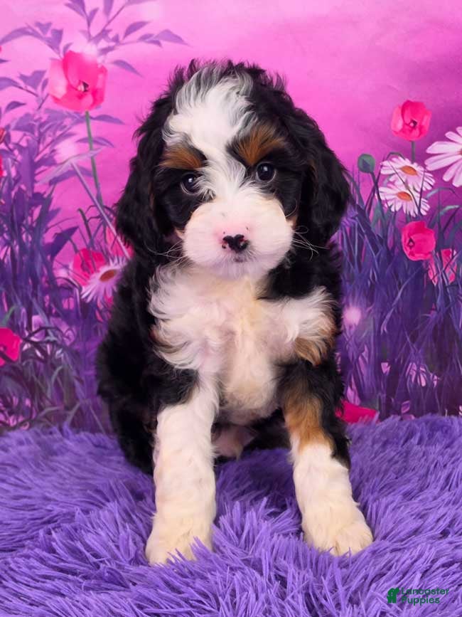 Mini Bernedoodle dogs Sawyer Munchkin Bernedoodle - Ad 1