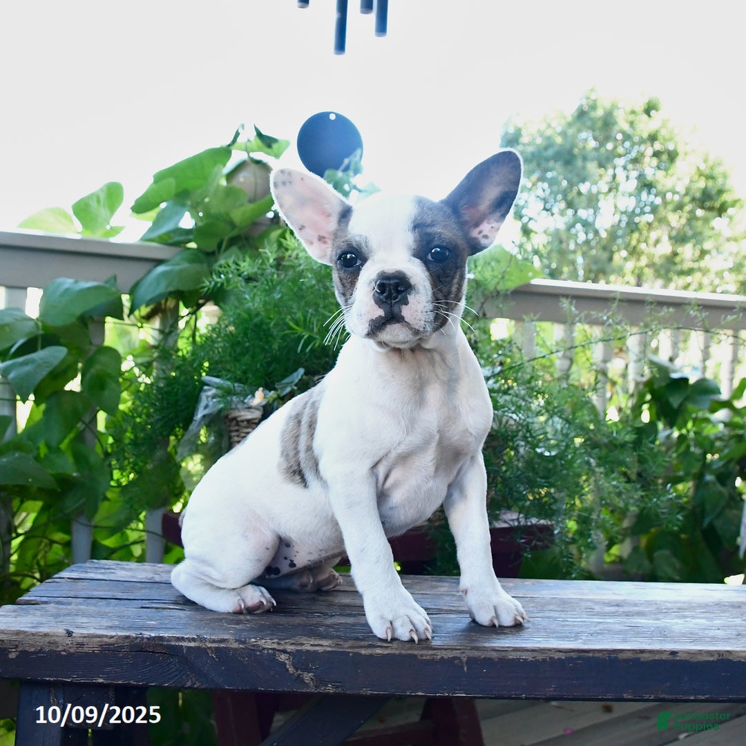 Frenchton Puppies for sale Lancaster Puppies