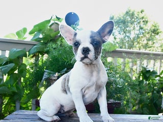 Frenchton dogs - Ad 6