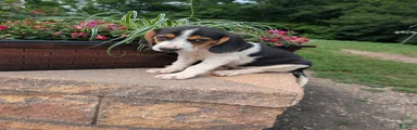 Mixed Breed 2