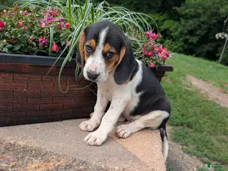 Mixed Breed dogs Mixed Breed 2 - Ad 31