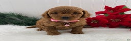 Cavapoo dogs for sale: Sunshine - Ad 2