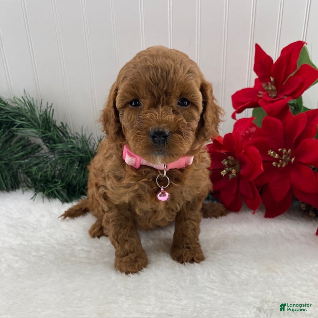 Cavapoo dogs for sale: Sunshine - Ad 2