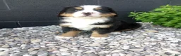 Bernese Mountain Dog dogs for sale: Turbo  - Ad 5