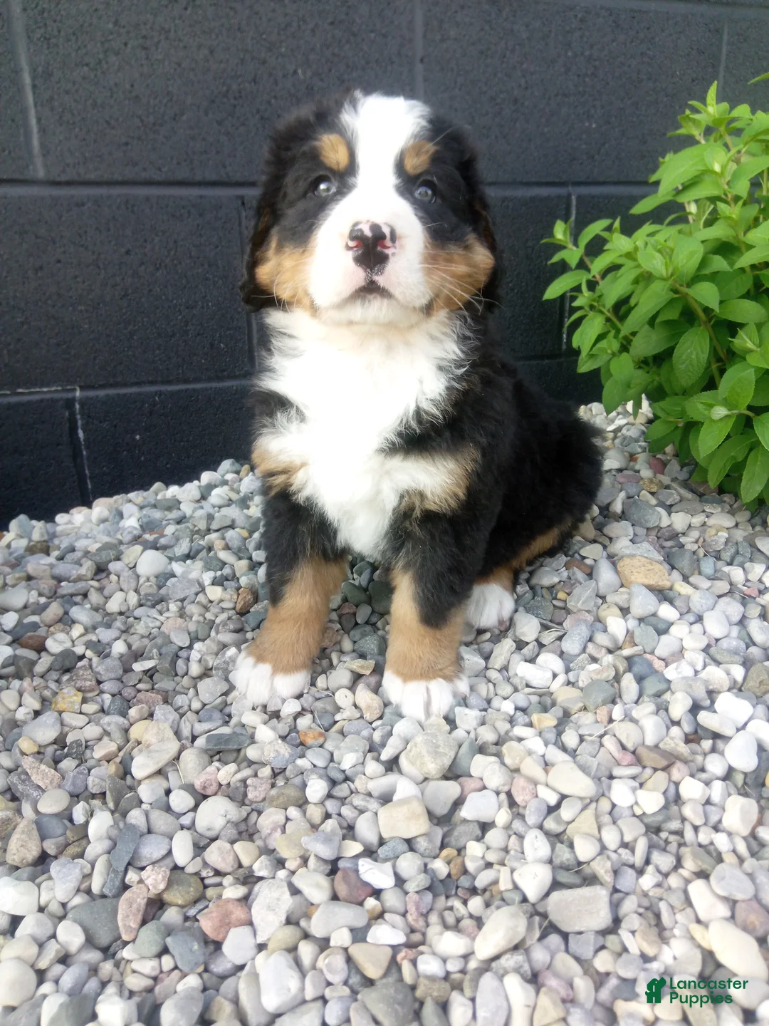 Bernese Mountain Dog dogs for sale: Turbo  - Ad 5
