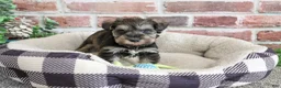 Miniature Schnauzer dogs for sale: Ripley  - Ad 6