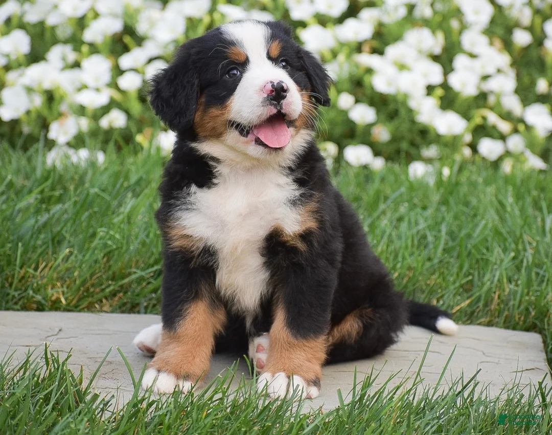 Bernese Mountain Dog dogs for sale: Rex - Ad 2