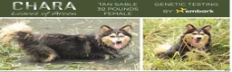 Pomsky dogs for sale: Pomsky Puppy 2 - Ad 4