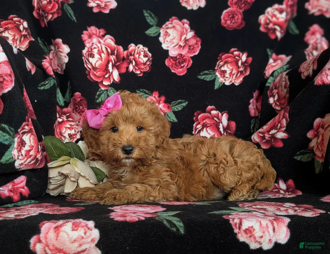 Mini Goldendoodle dogs for sale: Feliciti 15 lbs Full Grown Hypoallergenic - Ad 5