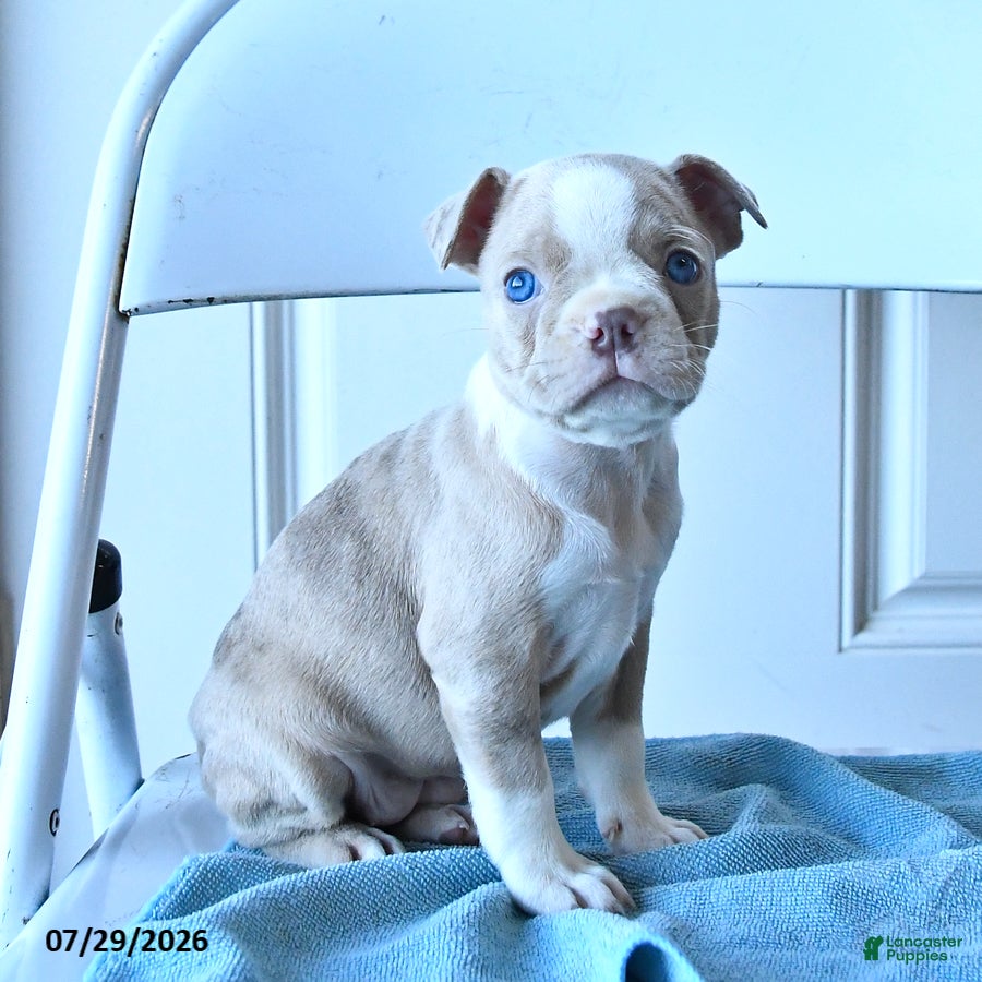 Boston Terrier dogs Candy - Ad 2