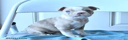 Boston Terrier dogs for sale: Candy - Ad 2