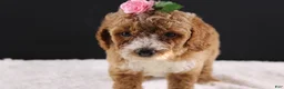 Mini Goldendoodle dogs for sale: Daisy - Ad 5