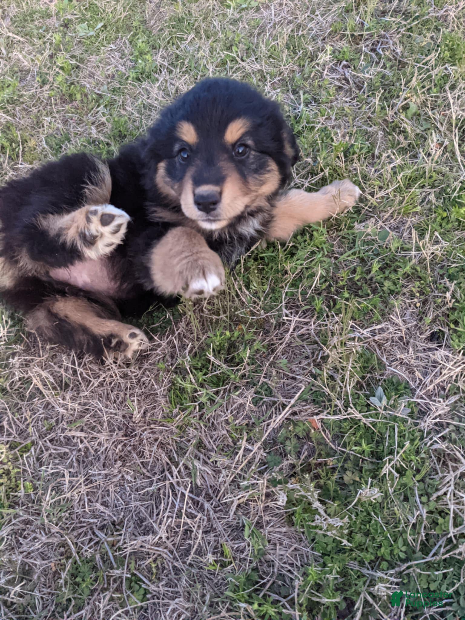 Mixed Breed dogs Mixed Breed Puppy 2 - Ad 25