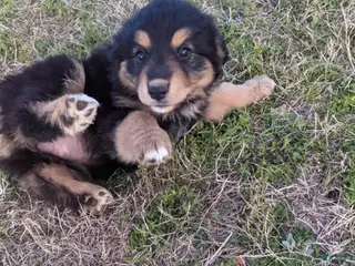 Mixed Breed dogs Mixed Breed Puppy 2 - Ad 16