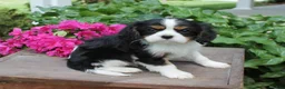 Cavalier King Charles Spaniel dogs for sale: Timmy - Ad 1