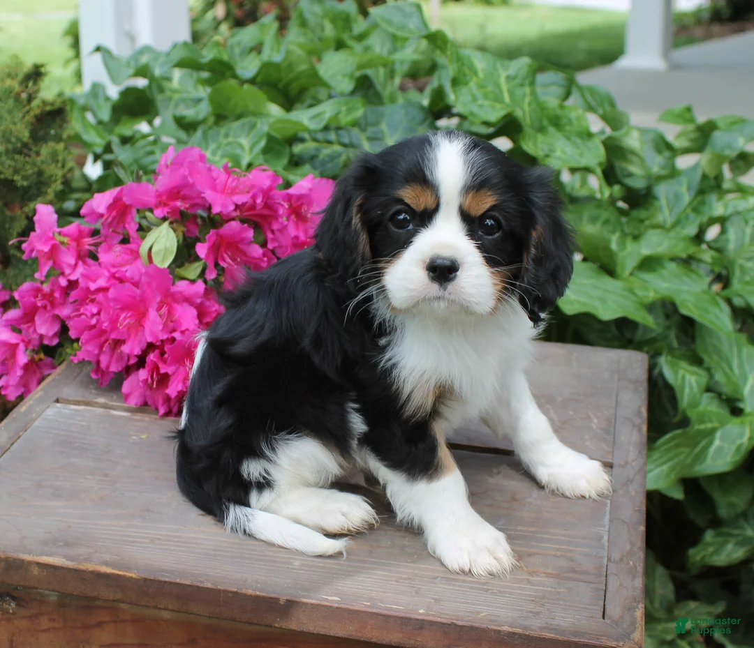 Cavalier King Charles Spaniel dogs for sale: Timmy - Ad 1