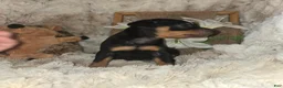 Miniature Pinscher dogs for sale: Todd - Ad 3