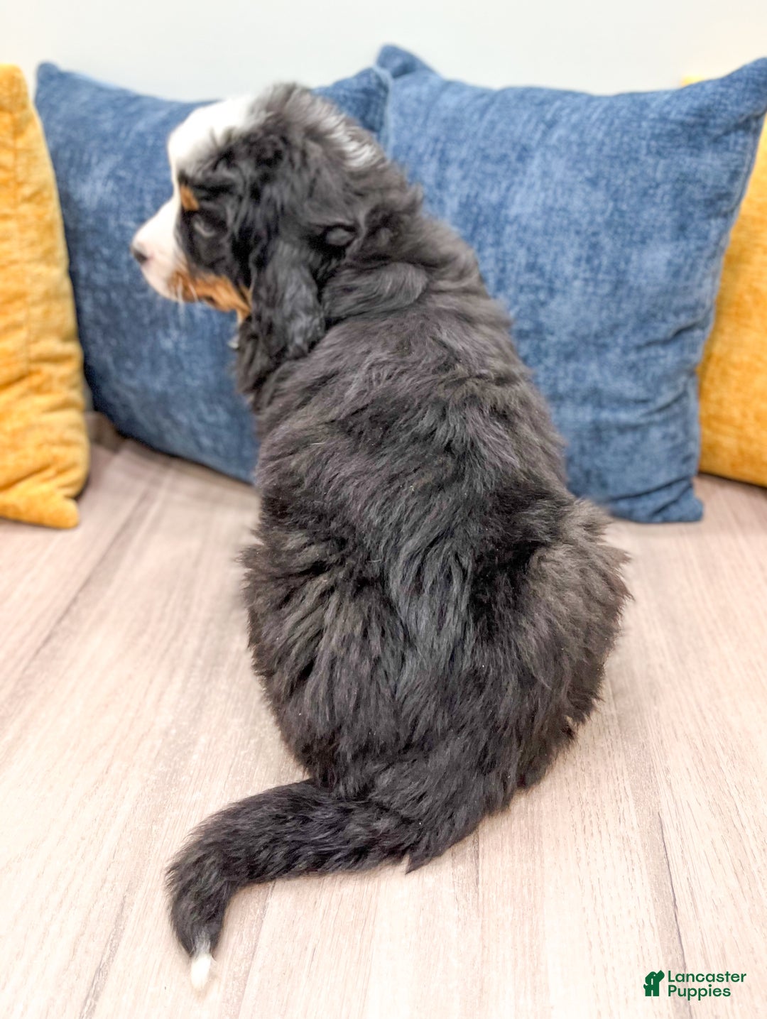 Bernese Mountain Dog dogs for sale: Lilly - Ad 5