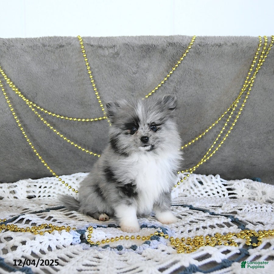 Pomeranian dogs Ryker GENETIC CLEARED - Ad 2