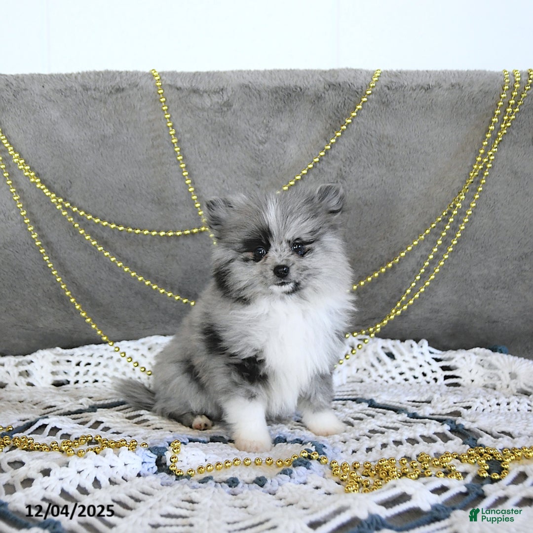 Pomeranian dogs for sale: Ryker GENETIC CLEARED - Ad 10