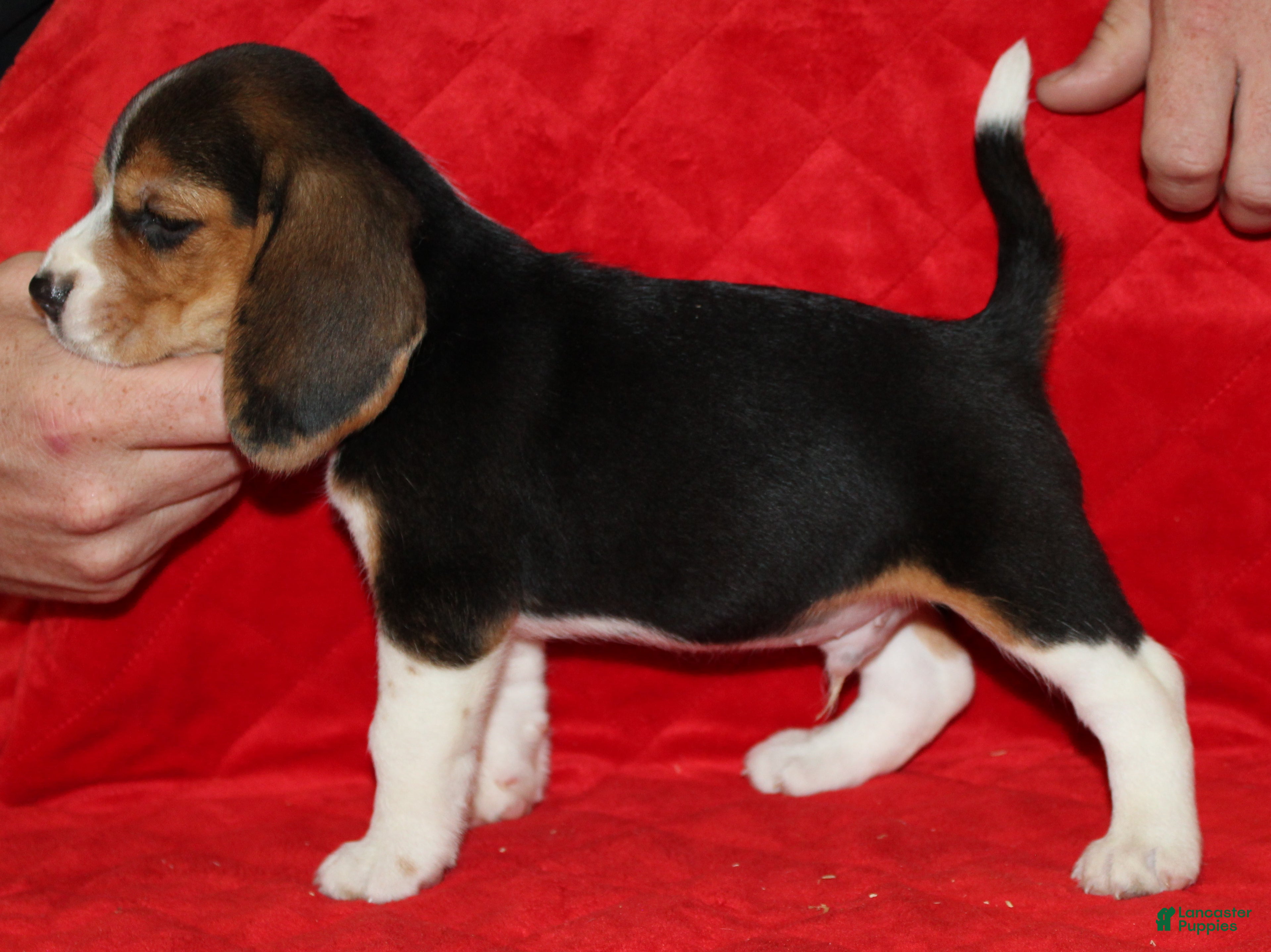 Beagle dogs Gus - Ad 8